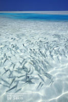 Photo of the Day : Maldives, A Giant Natural Aquarium
