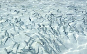 Photo of the Day : Maldives, A Giant Natural Aquarium