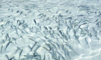 Photo of the Day : Maldives, A Giant Natural Aquarium
