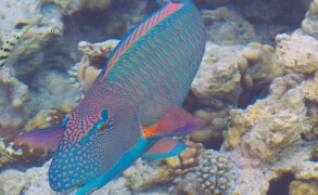The usual suspects ………..in every house reef in Maldives