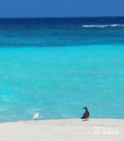 Photo of the Day : Romance in Maldives