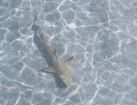 Shark Fishing officially banned in Maldives. The story, the facts...