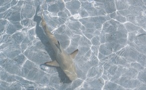 Shark Fishing officially banned in Maldives. The story, the facts…