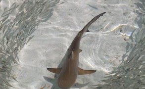 Photo of The Day : Young Black Tip Shark learning to hunt in the lagoon- Maldives