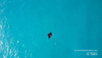 Photo of The Day : A Manta swimming in a Maldives lagoon... caught from the air