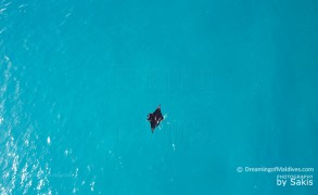 Photo of The Day : A Manta swimming in a Maldives lagoon… caught from the air