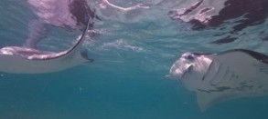 Maldives and the Manta Dreams with Theia Luxury Liveaboard