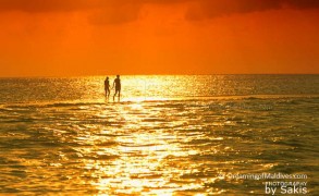 Photo of the Day : this moment happens ONLY in Maldives…