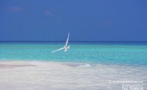 Thinkers and industry experts met in Maldives at Soneva Fushi to discuss The Future of Earth