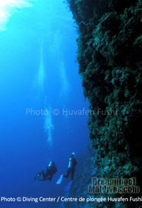 Diving along coral walls in North Male Atoll.