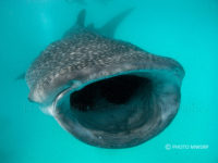 Now closed. Support Maldives Whales Research Programme and win Luxury holidays in Maldives !