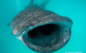 Now closed. Support Maldives Whales Research Programme and win Luxury holidays in Maldives !