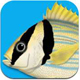 App Marine Fishes - Identification Guide for tropical fishes App Marine Fishes - Identification Guide for tropical fishes
