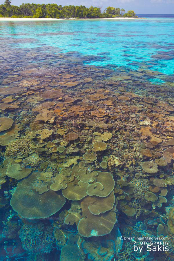 amazing coral plate reef maldives Maldives coral plates snorkeling