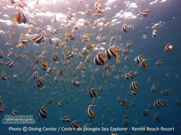 Schooling Longfin Bannerfishes Diving in Baa Atoll - Reethi Beach Resort Maldives