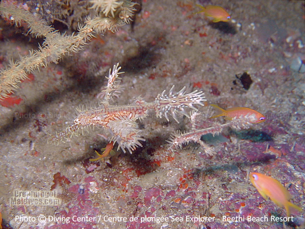 Ghospipe Fishes Diving at Reethi Beach Resort Maldives