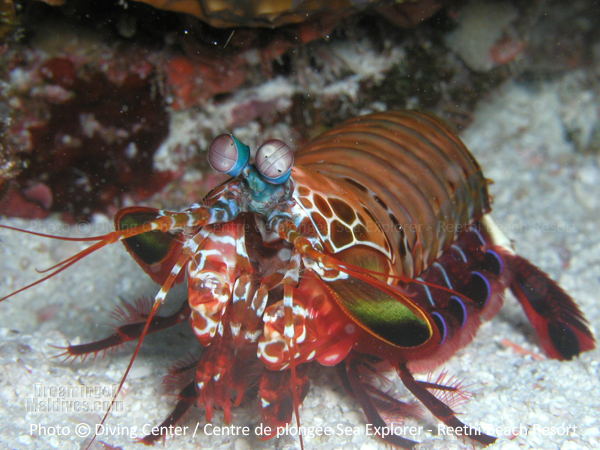 Mantis Schrimp Baa Atoll Diving at Reethi Beach Resort Maldives