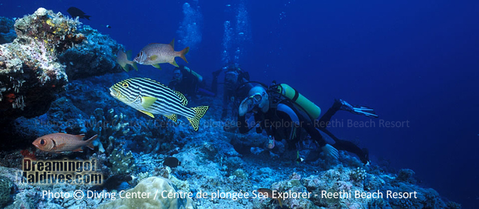 Diving in Baa Atoll - Reethi Beach Resort