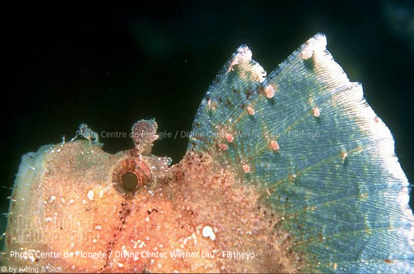 Paper Scorpionfish. Faafu Atoll, Filitheyo Diving