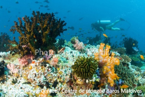 North Male Atoll- Coral Garden