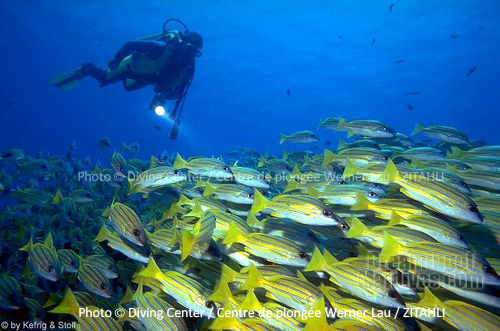 Diving at Zitahli Kuda-Funafaru. Noonu Atoll. Werner Lau Dive Center