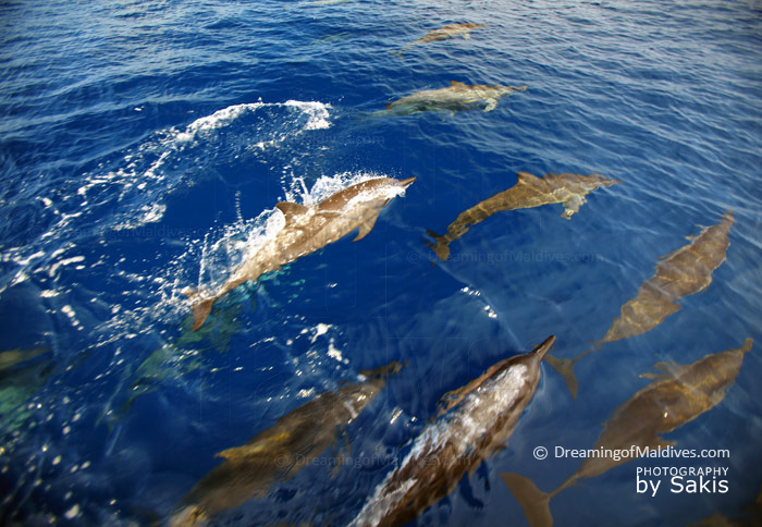 Maldives Dolphins...Noonu Atoll