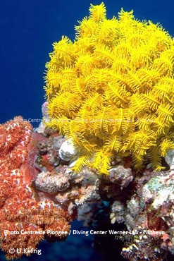 Colorful Coral Formation Diving in Faafu Atoll- Filitheyo
