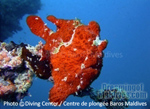 Maldives Frog Fish