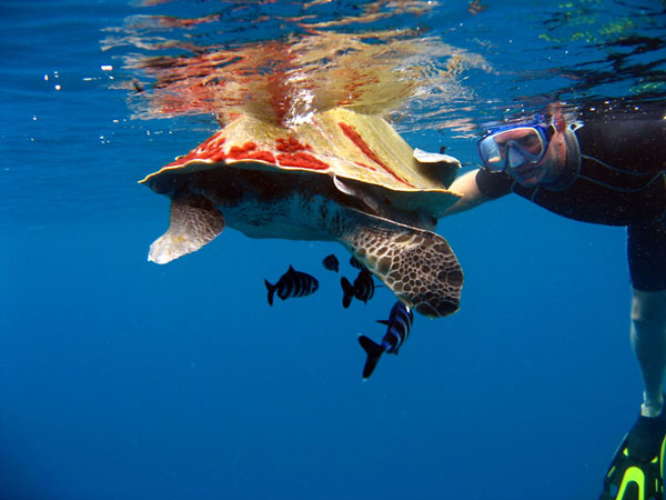 Humpback turtle meeting during a dive in Noonu Atoll - Hilton Iru Fushi Maldives