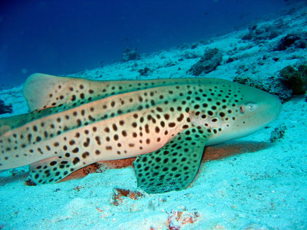 Diving with a Leopard Shark - Noonu Atoll - Hilton Iru Fushi Maldives
