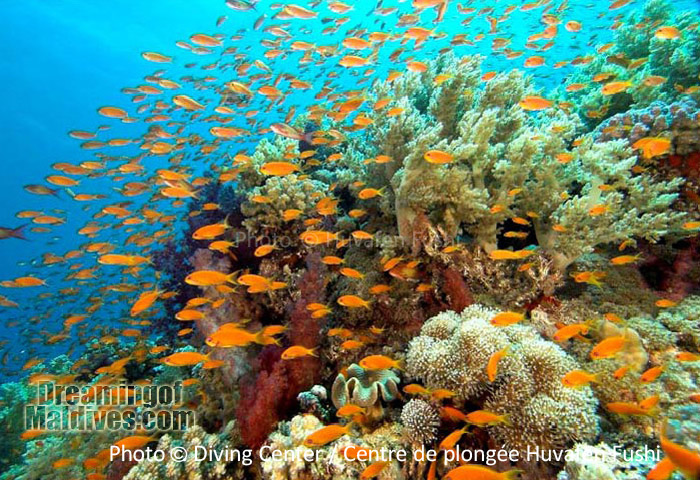 diving in North Male Atoll. wonderful underwater sceneries