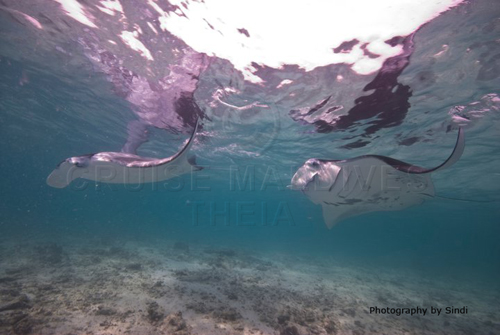 Mantas swimming in Maldives