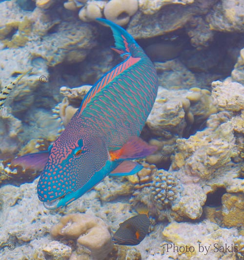 Maldives Photography by Sakis