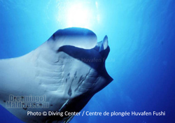 Diving with Mantas at Manta Point. One of the Dive Site of North Male Atoll