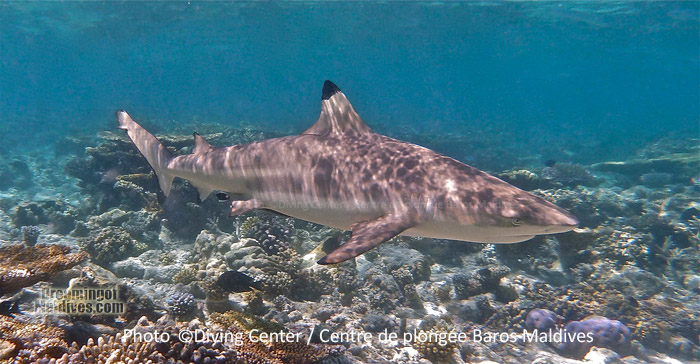 Black Tip Reef Shark ...A common encounter during a Dive or a snorkeling outside the house reef in North Male Atoll and in Maldives in general