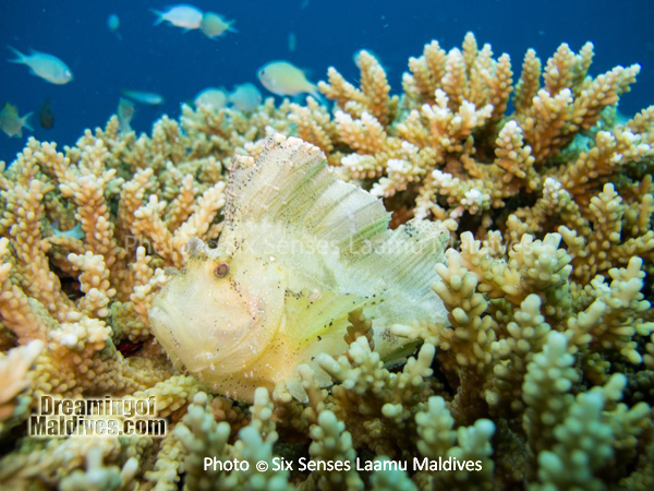 Scorpion Fish - Diving at Six Senses Laamu - Laamu Atoll Maldives