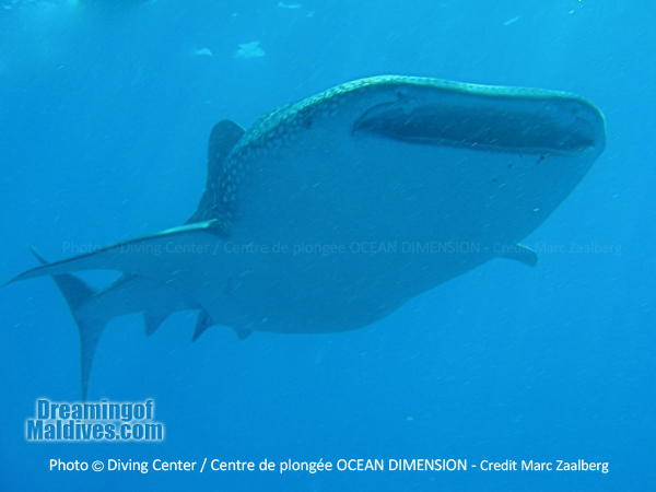 Whale Shark encounter - Diving at Six Senses Laamu - Laamu Atoll Maldives