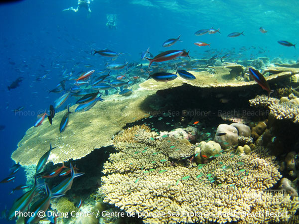 Snorkeling on a Coral Garden - Baa Atoll Reethi Beach Resort Maldives