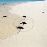 turtles-maldives-beach-house baby turtles at beach house maldives