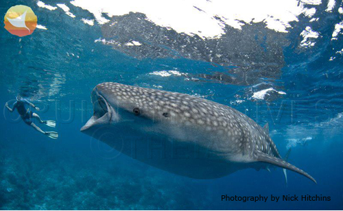 Whale Shark Maldives diving with theia