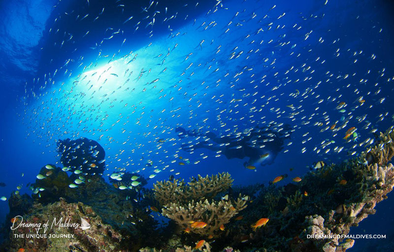 Atmosphere Kanifushi Diving