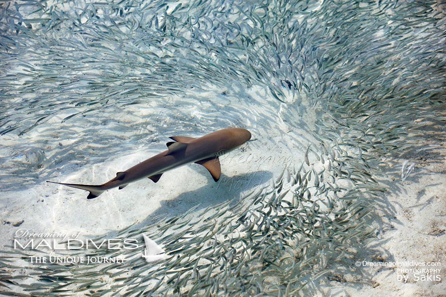 Observer les bébés requin apprendre à chasser en bord de rivage