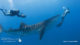 Nager avec les Requins Baleine