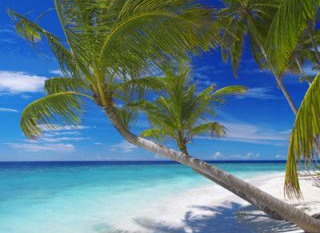 Cocotiers Des Maldives Sur Une Ile Deserte Cocotiers Des Maldives Sur Une Ile Deserte