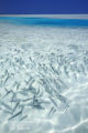 Photo.Poissons des Maldives dans le lagon. Aquarium naturel