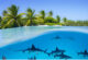 attaque requin aux maldives