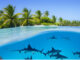 attaque requin aux maldives