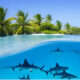 attaque requin aux maldives