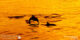 excursion en groupe baros maldives dauphins