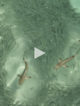 Vidéo de bébés requin chassant dans un lagon des Maldives